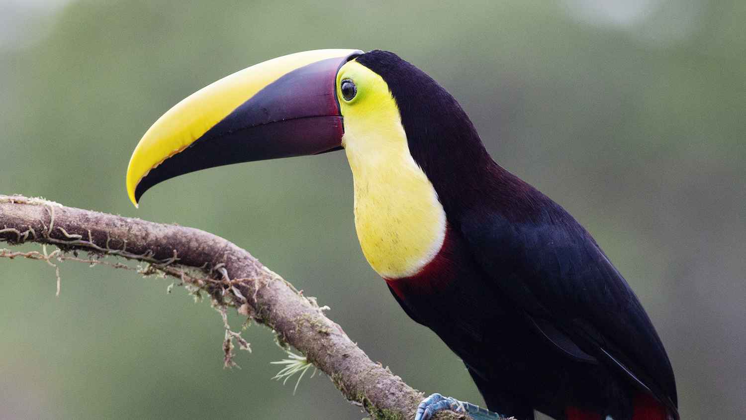 Yellow-throated Toucan